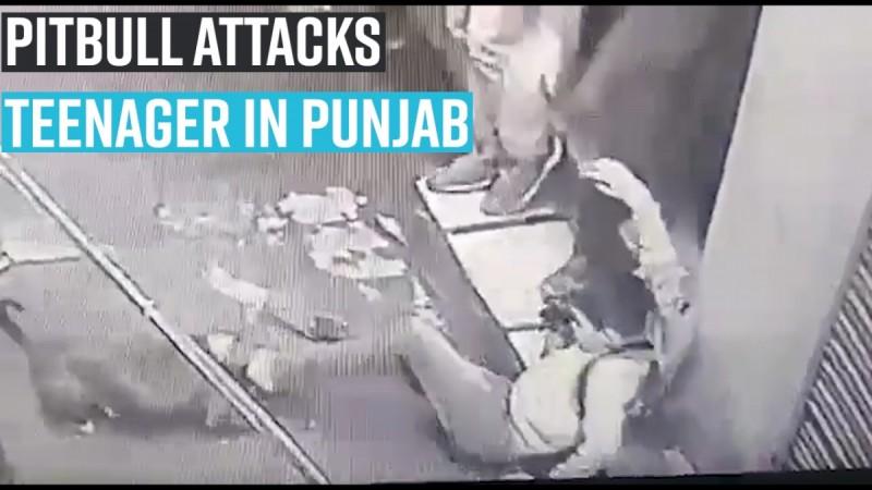 Pet pitbull attacks teenager in Punjab's Jalandhar