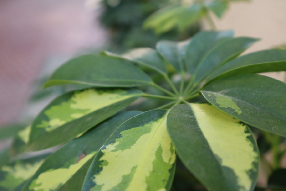 Canon M6 Mark II camera sample Canon M6 Mark II camera sample