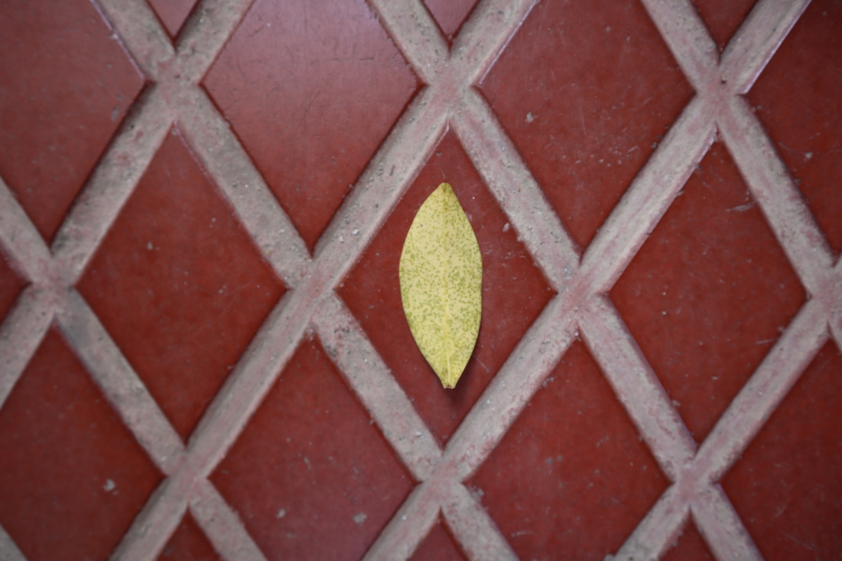 Canon M6 Mark II camera sample Canon M6 Mark II camera sample