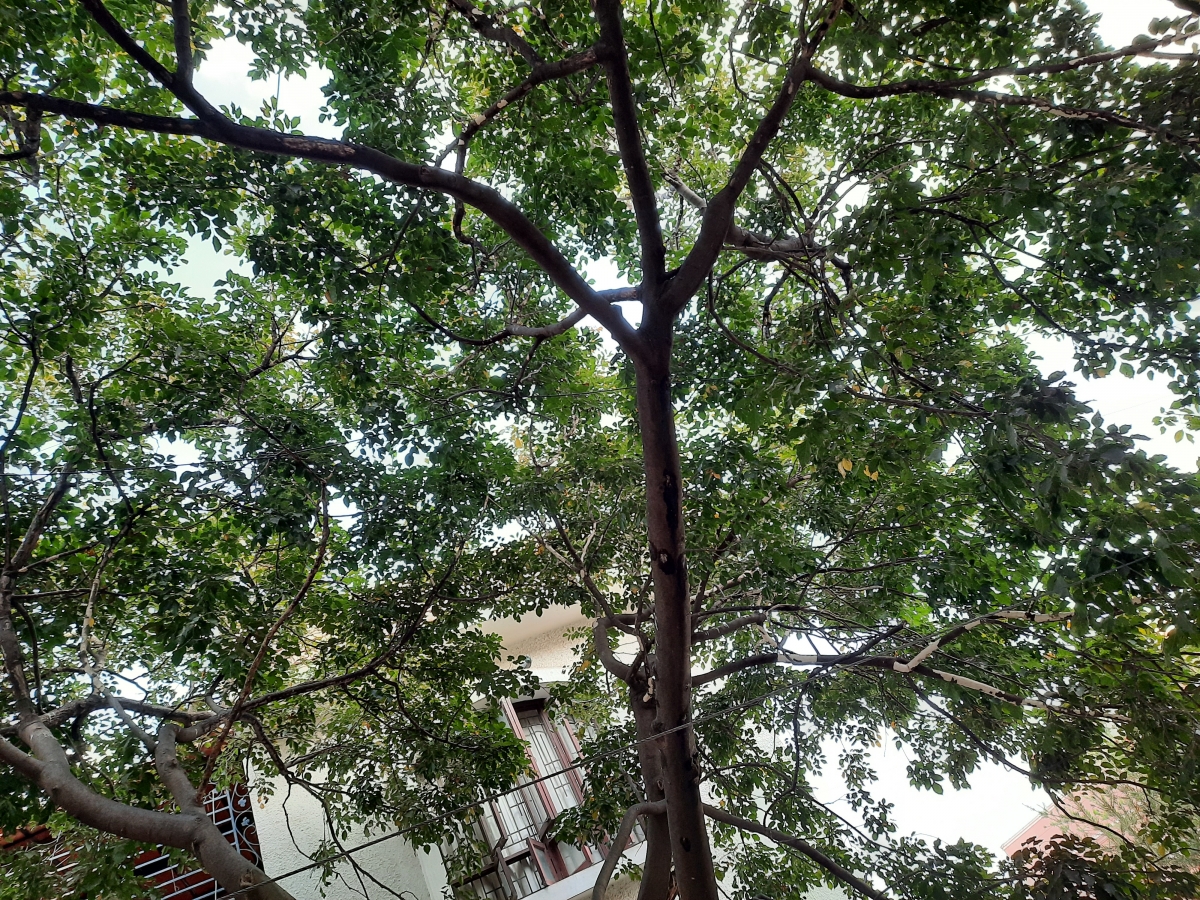 Samsung Galaxy A51 camera samples