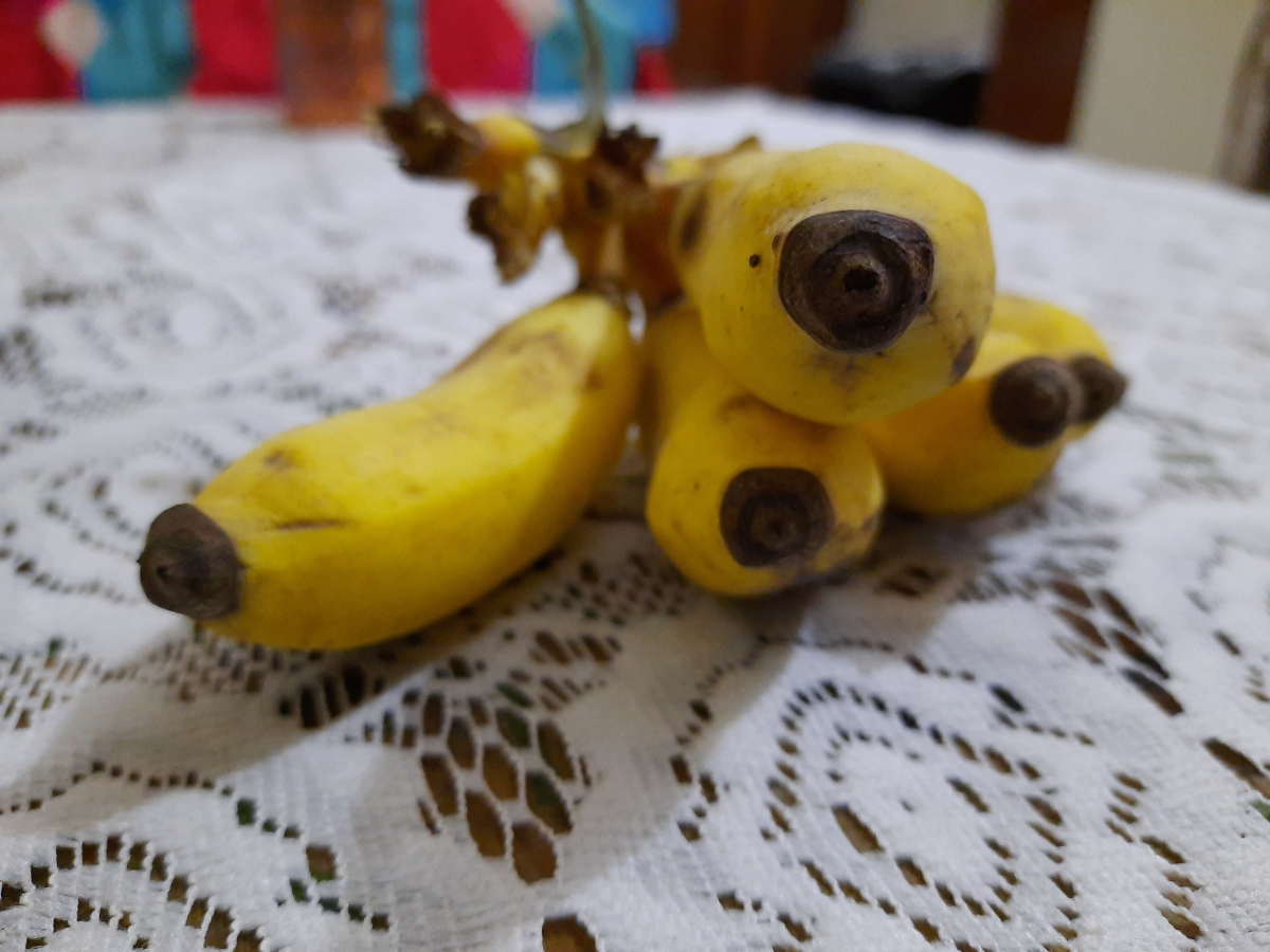 Samsung Galaxy A51 camera samples