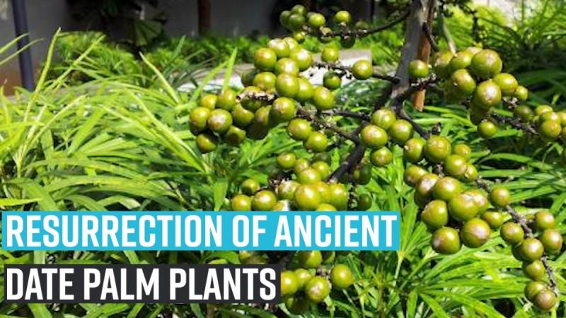 Resurrection of ancient date palm plants Resurrection of ancient date palm plants