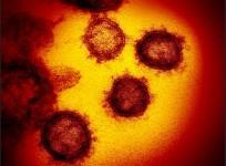 coronavirus
