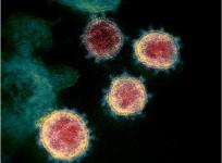coronavirus