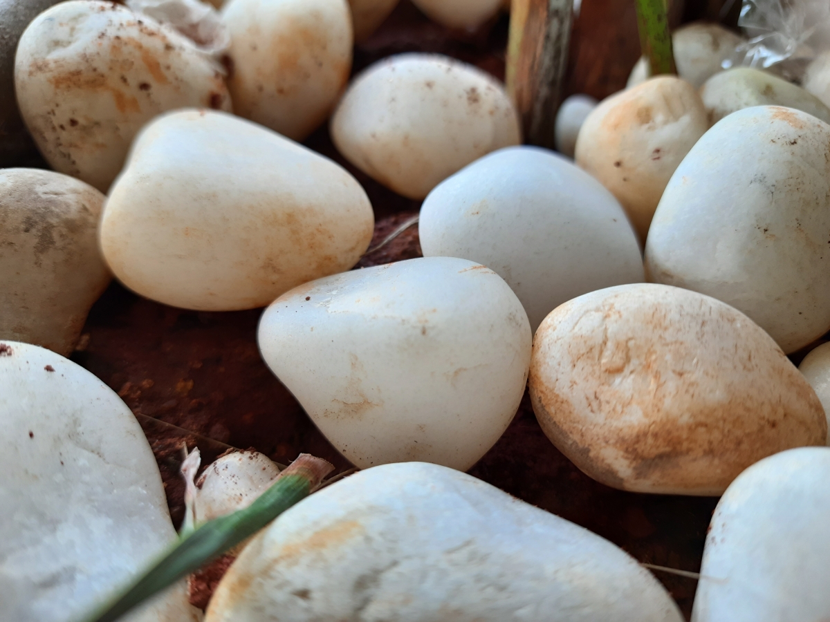 Galaxy M31 camera sample in normal mode Galaxy M31 camera sample