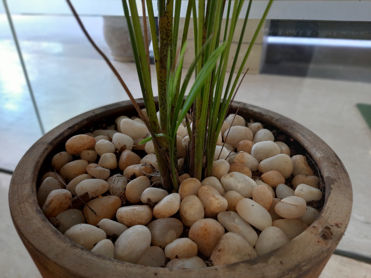 Galaxy M31 camera sample in live focus mode Galaxy M31 camera sample