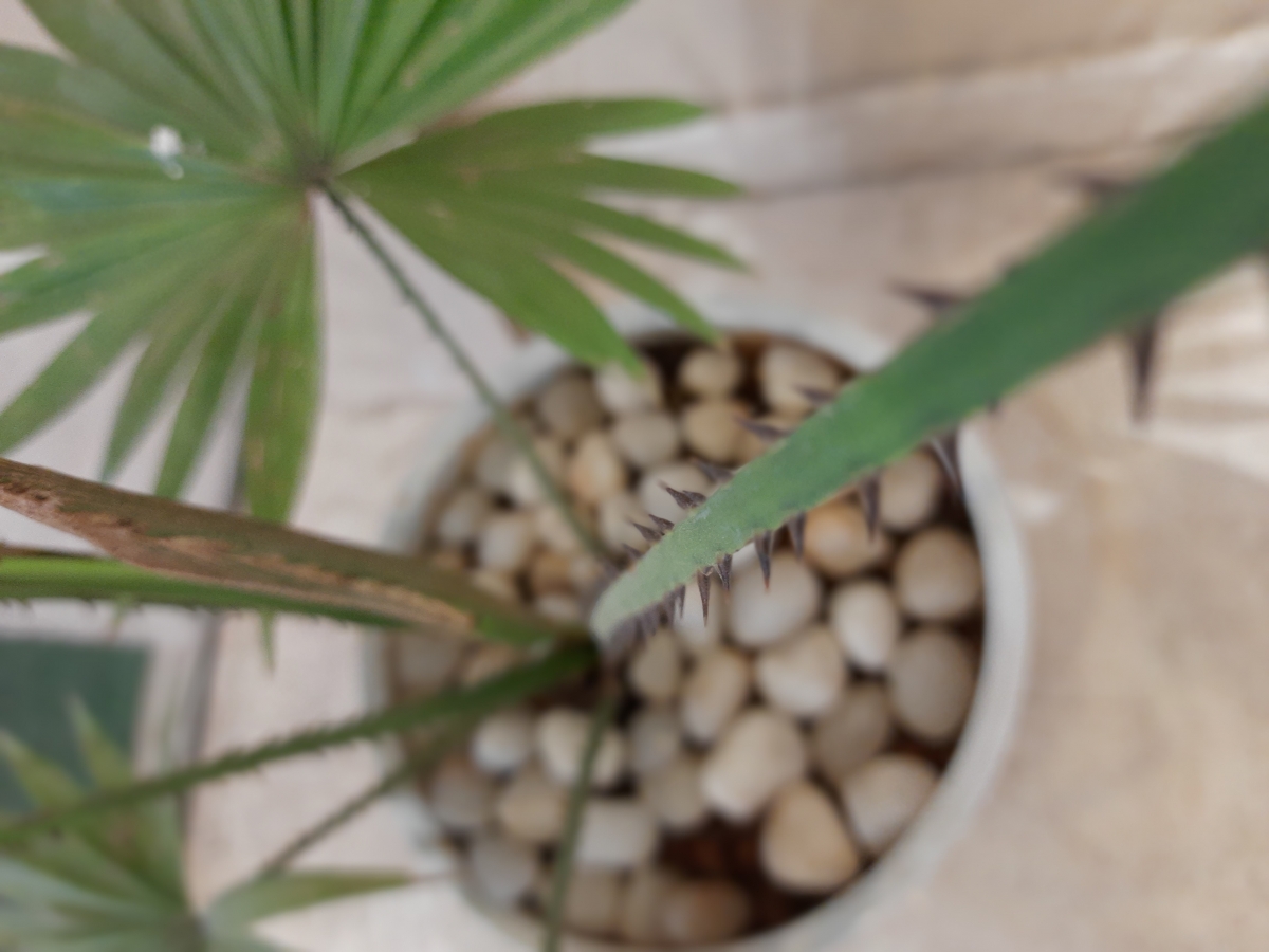 Galaxy M31 camera sample in live focus mode Galaxy M31 camera sample