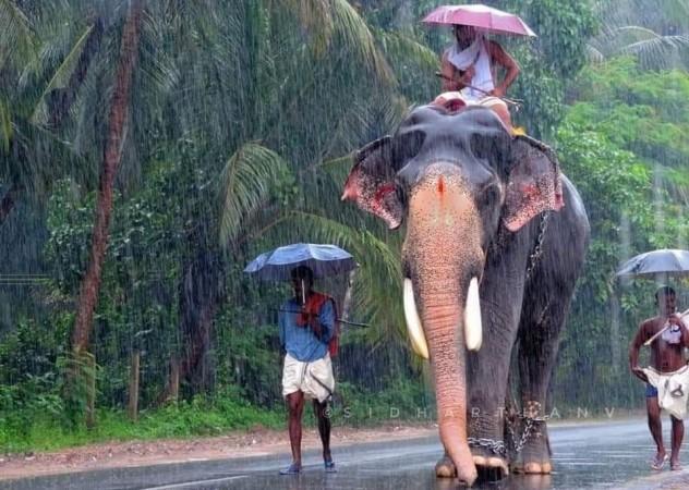 Padmanabhan carried the idol of Lord Krishna for decades. Kerala tusker Guruvayur Padmanabhan dies