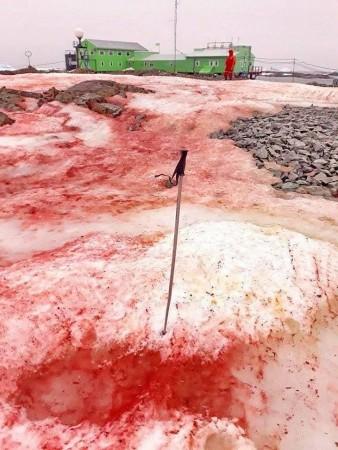 Snow in Antarctica is pointing towards a serious climate change as snow turns blood red Antarctica's snow turns blood red