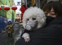 A dog wears a protective mask in Beijing. Reuters