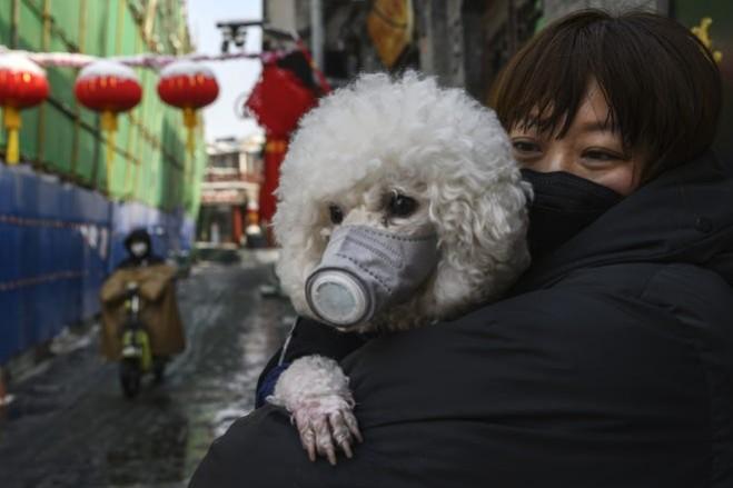 A dog wears a protective mask in Beijing. Reuters A dog wears a protective mask in Beijing. Reuters