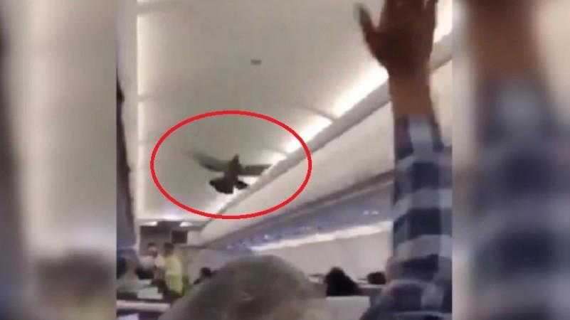 Two pigeons entered Ahmedabad-Jaipur GoAir flight on Friday, February 28, 2020. Two pigeons entered Ahmedabad-Jaipur GoAir flight