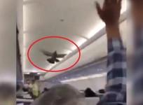 Two pigeons entered Ahmedabad-Jaipur GoAir flight
