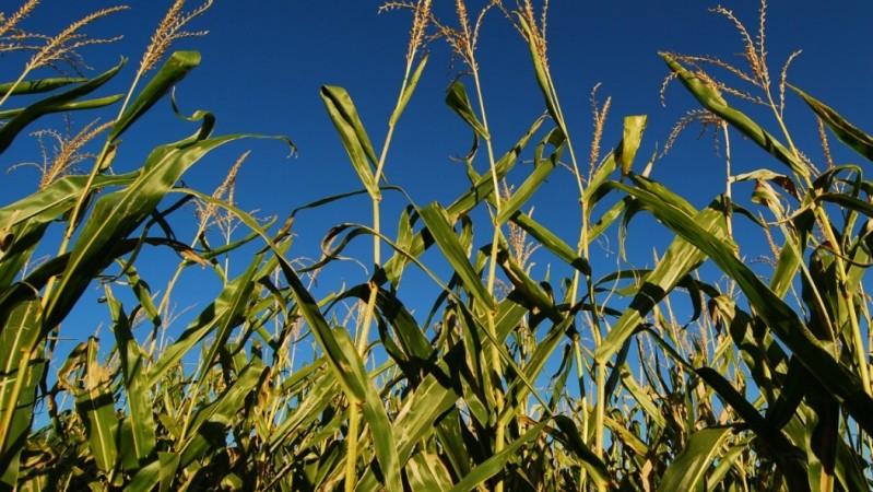 Biofuel. Representational image. Biofuel. Representational image.