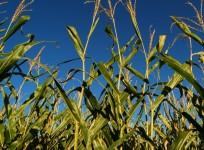 Biofuel. Representational image.