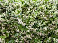 star jasmine