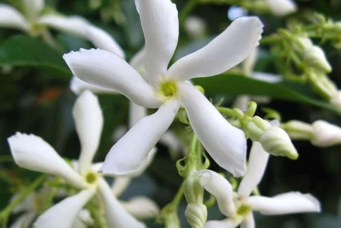 ordinary star jasmine