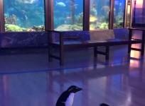 penguins at shedd