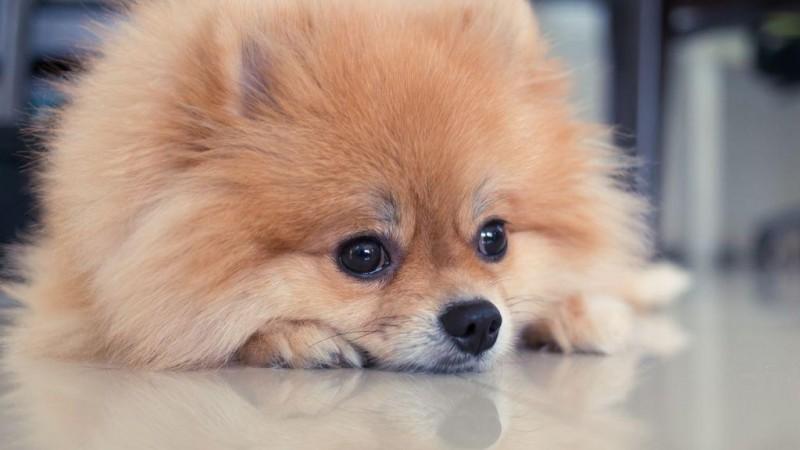 First pet who was tested positive for COVID-19 dies pet