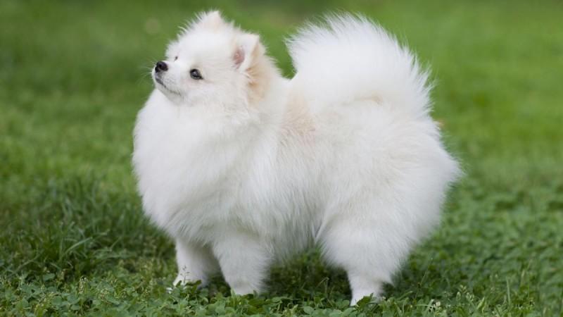 pomeranian dog