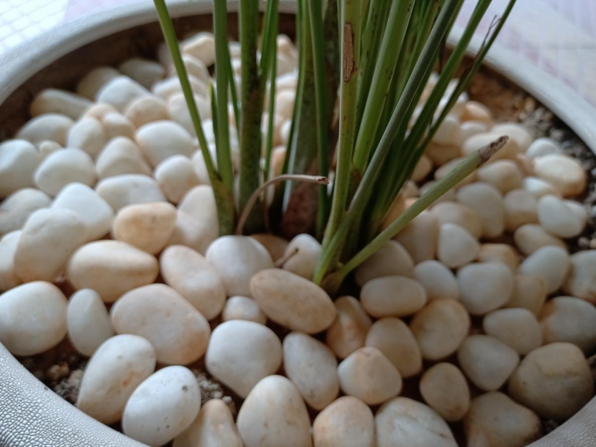 Oppo Reno 3 Pro camera sample Oppo Reno 3 Pro camera sample