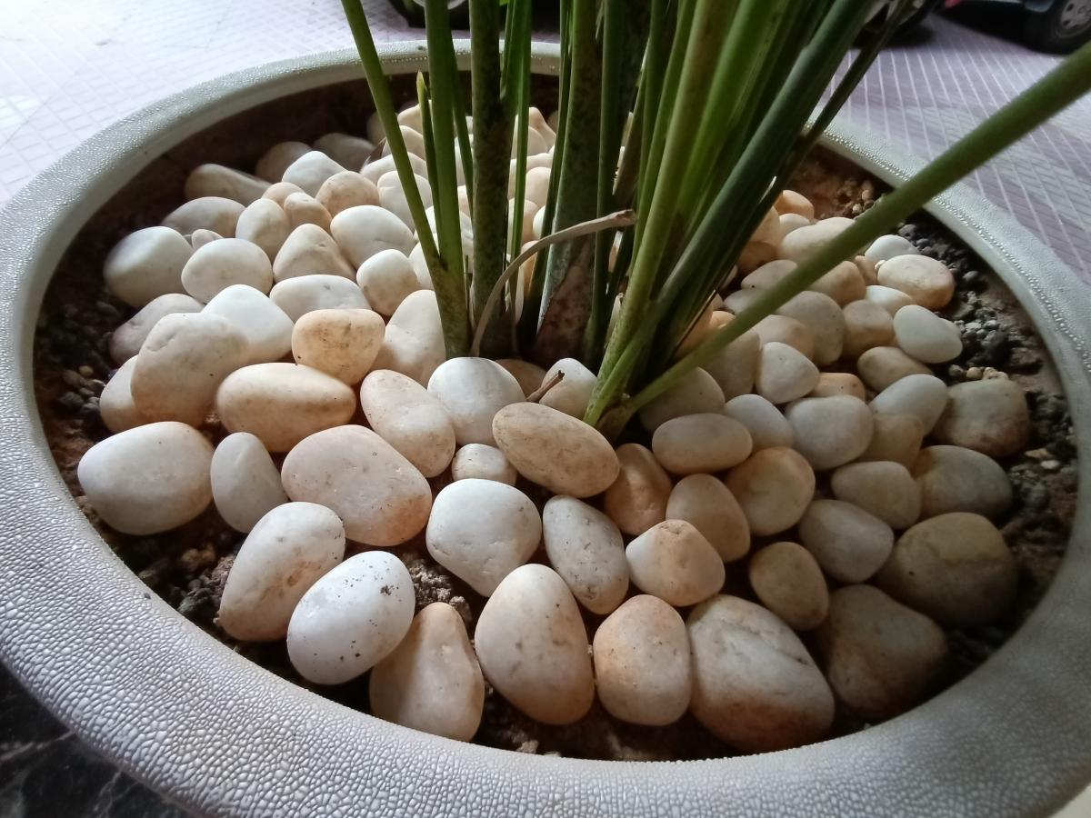 Oppo Reno 3 Pro camera sample Oppo Reno 3 Pro camera sample