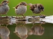 house sparrows