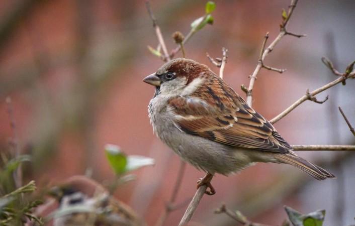 house sparrows