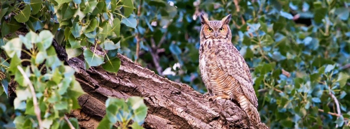 international day of forests