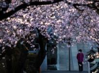 cherry blossoms