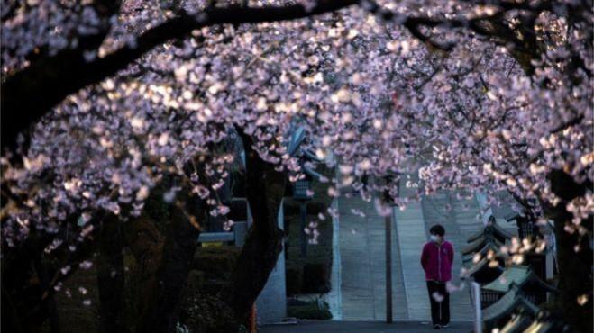 cherry blossoms