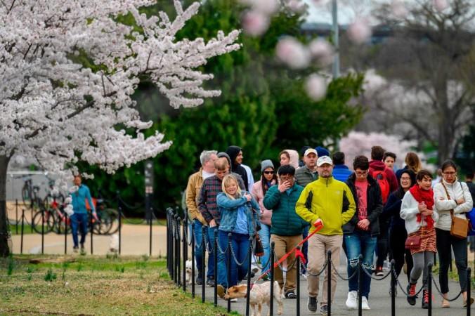 cherry blossoms