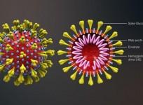 corona vaccine