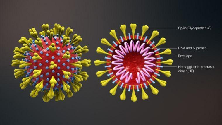 corona vaccine