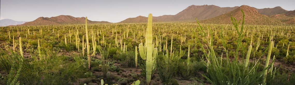 Sonoran desert. Representational