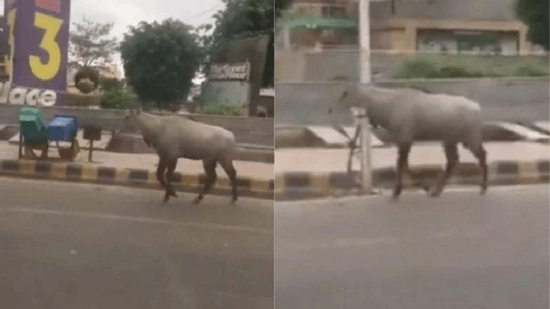 nilgai on streets