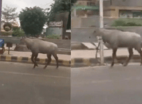 nilgai on streets