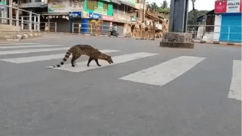 civet on the road