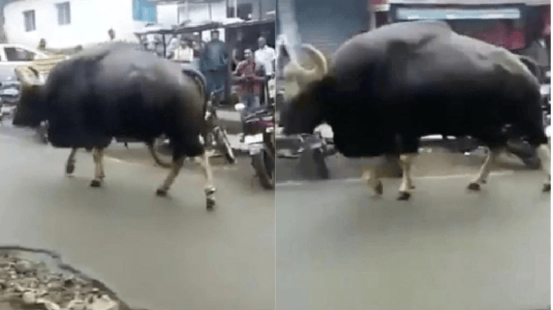 bison in the market