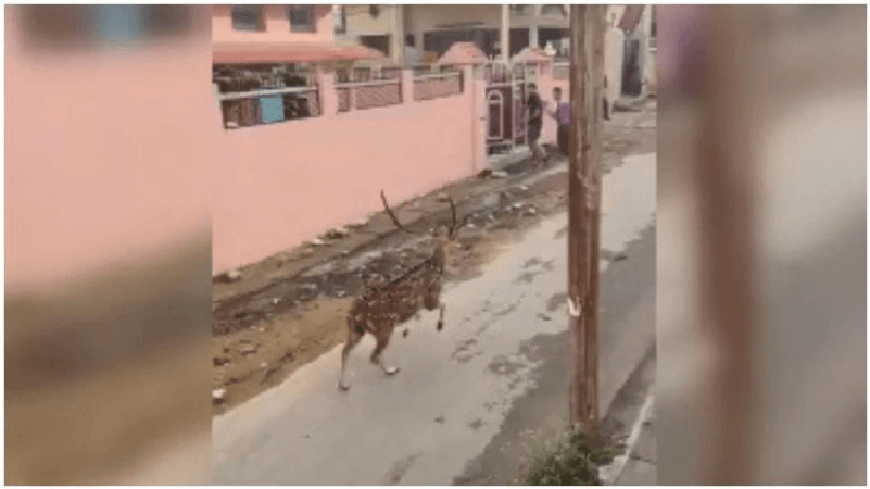 spotted deer