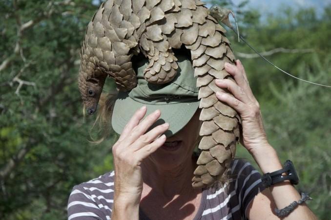 Pangolin playing with a human Pangolin playing with a human