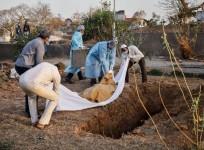 Relatives burying the body of a COVID-19 victim in Ahmedabad. File photo.