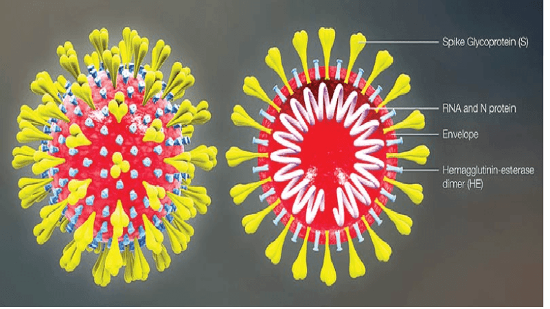 coronavirus