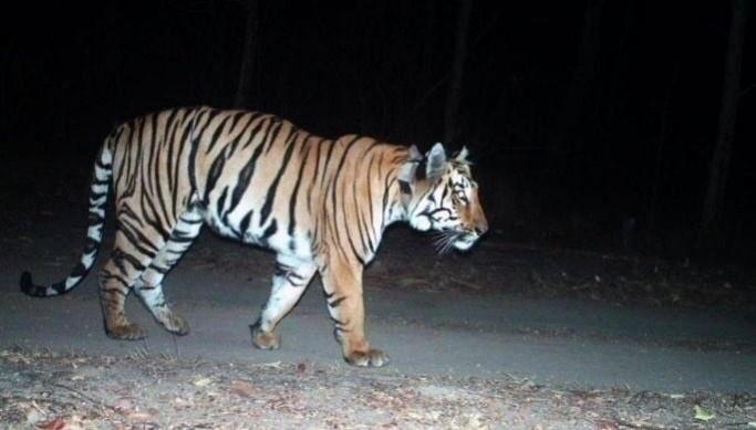 Tiger C1 Tiger C1