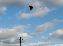 Black UFO