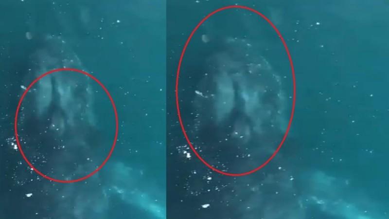 Bombay High Dinosaur Whale