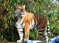 tiger tests positive