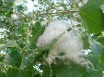 Kashmir female poplar trees