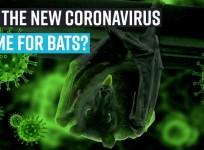 Did the new coronavirus come for bats?