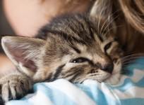 cats